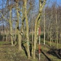 Platanus x Hispanica - 3