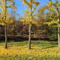 Ginkgo biloba - November 2024