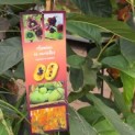 Asimina Triloba - Foto 1