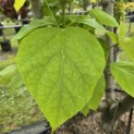 Catalpa bignonioides 'Aurea' - 1