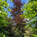 Fagus sylvatica 'Atropunicea' - Foto 4