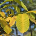 Juglans regia - herfstblad