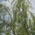 Salix x sepulcralis 'Chrysocoma' - 2