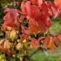 Parrotia persica - 4