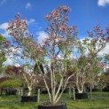 Magnolia 'Susan' - 1