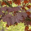 #35 Acer platanoides 'Royal Red' Rotblättriger Strauchförmiger Spitzahorn