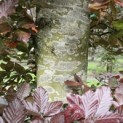 Fagus sylvatica 'Atropunicea' - 1