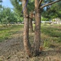 Pinus sylvestris - 4