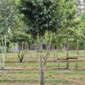 Parrotia persica 'Vanessa' - Foto 4