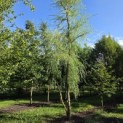 Salix x sepulcralis 'Chrysocoma' - 1
