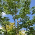 Albizia julibrissin - 1
