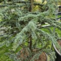 Cedrus libani 'Glauca' - 3