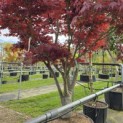 Acer palmatum 'Fireglow' - 1