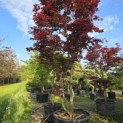 Acer palmatum 'Bloodgood' - 2