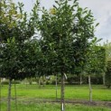 Prunus laurocerasus 'Novita' - Foto 6