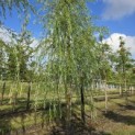 Salix sepulcralis 'Chrysocoma' - 3
