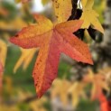 Liquidambar styraciflua - 2