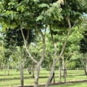Parrotia persica - 6