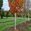 Acer rubrum 'Scanlon' - Afbeelding 4