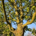 Acer campestre - 2