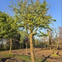 Acer campestre - 1