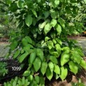 Davidia involucrata - Foto 4