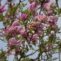 Magnolia 'Susan' - 2