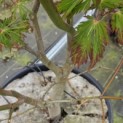Acer palmatum 'Aconitifolium' - Foto 4