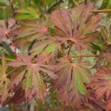 Acer palmatum 'Aconitifolium' - Foto 5