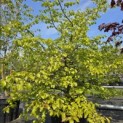 Parrotia persica - 4