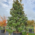 Magnolia grandiflora 'Galissonnière' - Foto 3