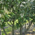 Prunus laurocerasus 'Novita' - Foto 6