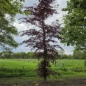 Fagus sylvatica 'Atropunicea' - mei 2026