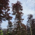 Fagus sylvatica 'Atropunicea' - Foto 1