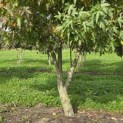 Liquidambar styraciflua 'Worplesdon' - 3