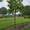 Prunus avium 'Kordia' - 5