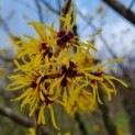 Hamamelis Mollis - bloem