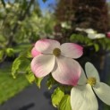 Cornus 'Norman Hadden' - 1