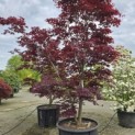 Acer palmatum 'Bloodgood' - 2