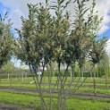 Prunus laurocerasus 'Caucasica' - Foto 1