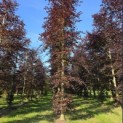 Fagus sylvatica 'Atropunicea' - Foto 2