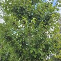 Acer rubrum 'Red Sunset' - 5