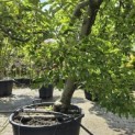 malus domestica 'Elstar' - Foto 2