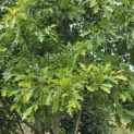 Quercus Palustris - Foto 2
