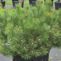Pinus nigra 'Nana' - Foto 1