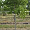 Liquidambar styraciflua - 1