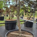 Acer palmatum 'Red Emperor' - 3