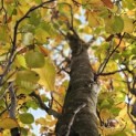 Fagus Dawyck Gold - 1