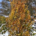 Fagus Dawyck Gold - 2