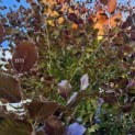 Fagus sylvatica 'Atropunicea' - Foto 3